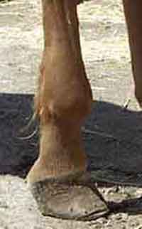 Seminario de Evaluacion de aplomos en el potro y en el caballo adulto, Hans Castelijns, aplomo  defectuoso de un potro, retraccion de tendones