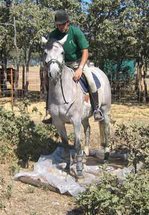 Manejo Natural del Caballo, MNC. Chico Ramirez, caballo encima de un plastico con agua