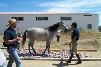 Manejo Natural del Caballo, MNC. Chico Ramirez, caballo pasando por un charco de latas