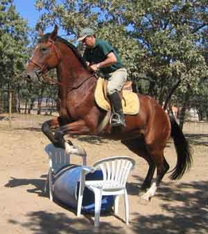 Manejo Natural del Caballo, MNC. Chico Ramirez, caballo saltando un cubo entre dos sillas