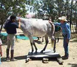 Manejo Natural del Caballo, MNC. Chico Ramirez, caballo encima de un tablon de madera