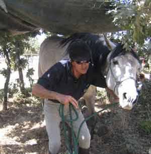 Manejo Natural del Caballo, MNC. Chico Ramirez, caballo pasando por debajo de un techo bajo