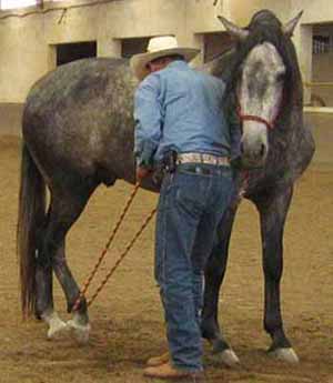 Chico Ramirez, Seminario de Manejo Natural del Caballo para herradores, coger manos y pies del caballo