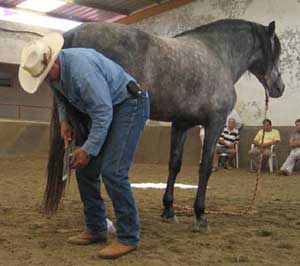 Chico Ramirez, Seminario de Manejo Natural del Caballo para herradores, herrando al caballo