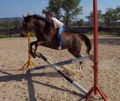 Educacion y comunicacion con el caballo, Chloe B. Rola saltando  una cruzada montando a pelo y sin riendas